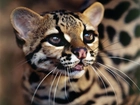 Ocelot, Drapieżnik