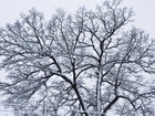 Zima, Drzewo