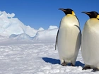 Śnieg, Lód, Dwa, Pingwiny