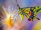 Piękny, Kolorowy, Motyl