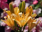 Żółte, Kwiaty, Lilie, Ogród
