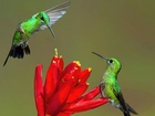 Kolibry, Kwiat