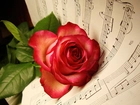 Muzyka, Róża