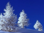 Choinki, Śnieg, Zima
