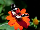 Motyl, Czerwony, Kwiat