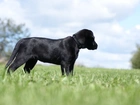 Czarny, Labrador, Retriever, Trawa