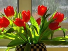 Okno, Bukiet, Tulipanów