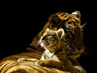 Tygrys, Młode