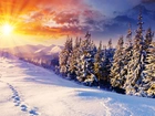 Choinki, Śnieg, Słońce, Zima
