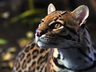 Dziki, Ocelot