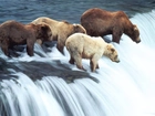Niedźwiedzie, Wodospad