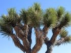 Joshua Tree, National Park