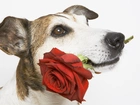 Pies, Róża, Mordka