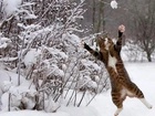 Zima, Śnieg, Skaczący, Kot