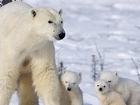 Rodzinka, Niedźwiedzi, Polarnych