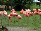 Flamingi, Drzewa, Trawa