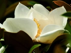 Biała, Magnolia, Kwiat, Liście