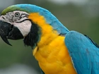 Niebiesko, Żółta, Papuga