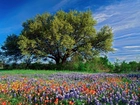 Dąb, Teksas, Wiosna, Kwiaty
