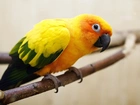 Pomarańczowa, Papuga, Zielono-Żółte, Skrzydła