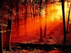 Las, Czerwone, Promienie, Słońca