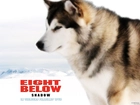 Eight Below, pies, zaprzęgowy, zima