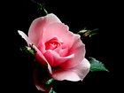 Kwiat, Róża, Liście