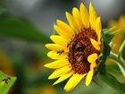 Słonecznik, Pszczoły, Nektar