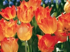 Tulipany