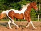Piękny, Koń