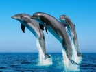 Delfiny, Ocean, Skok