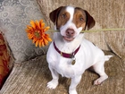 Jack Russell Terrier, Kwiatek
