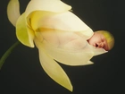 Kwiatek, Niemowlę, Anne Geddes