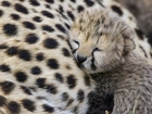 Mały, Gepard