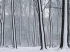 Las, Drzewa, Śnieżne, Pasy