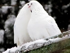 Dwa, Białe, Gołębie, Śnieg