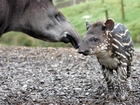 Tapir, Małe