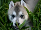 Siberian Husky, Szczeniak