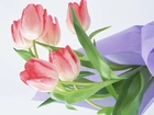Tulipany, Serwetka