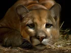 Puma, Odpoczynek