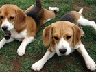 Dwa, Urocze, Psiaki, Beagle