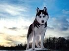 Pies, Siberian Husky