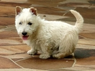 West Highland White Terrier