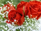 Piękne, Czerwone, Róże, Biała, Gipsówka