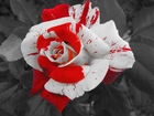 Biało, Czerwona, Róża