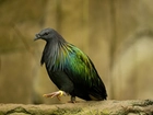 Ptak, Czarno-Zielone, Piórka