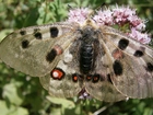 Motyl, Błyszczące, Skrzydła, Kwiat