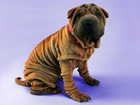 Shar Pei