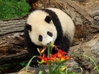 Miś, Panda, Kwiaty