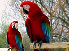 Dwie, Czerwono, Niebieskie, Papugi